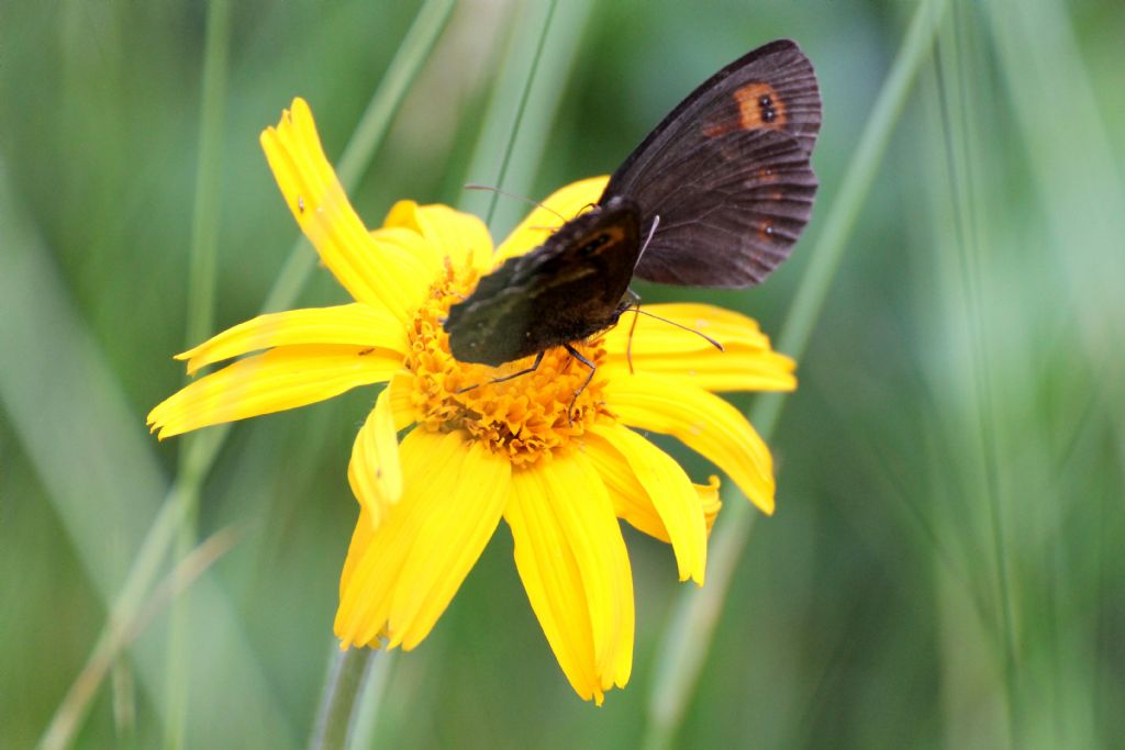 Quale erebia? Erebia euryale